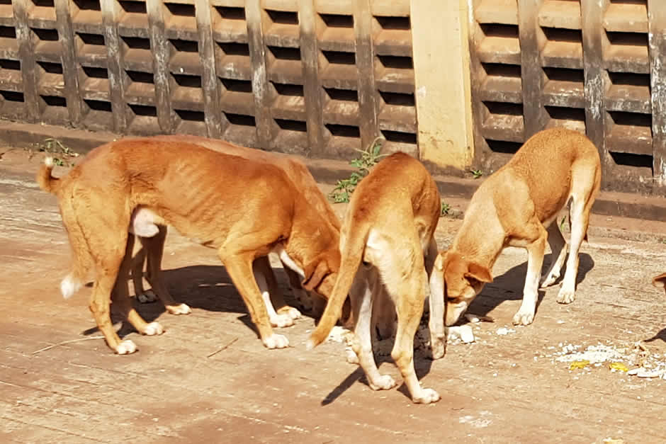 Animal shelter
