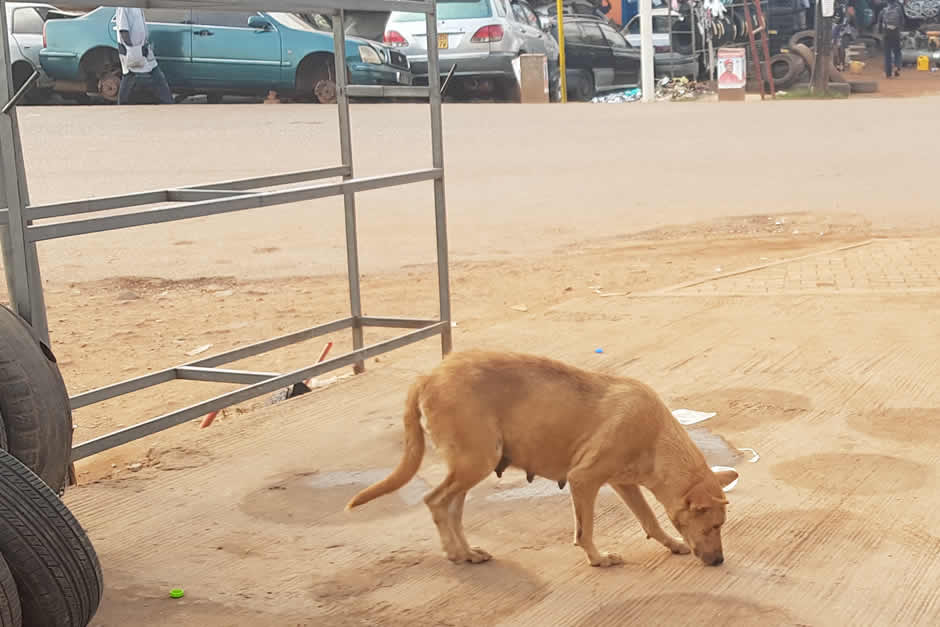 Veterinary training